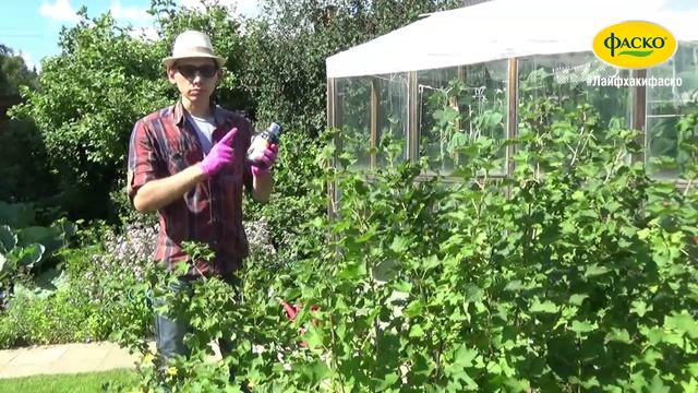 Ягодные кустарники: уход после сбора урожая смотреть онлайн