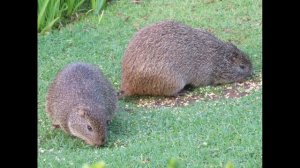 Тростниковая крыса