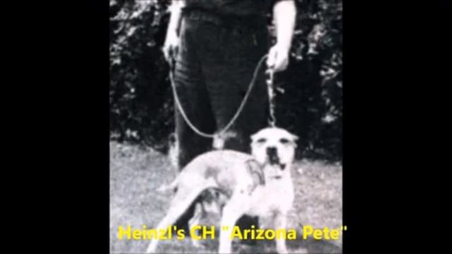 PITBULL DOG - GAMEDOG - CH, GR CH, ROM ??❤️ смотреть онлайн