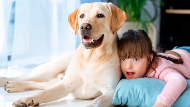 Labrador Retriever Dogs