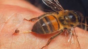 Крем для омоложения кожи лица Пчелиный крем-воск здоров от морщин