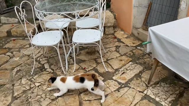 ПУТЕШЕСТВИЕ В ХОРВАТИЮ на машине | 09/2021 #хорватия #путешествие #море #отпуск #европа #ровинь смотреть онлайн