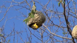 Southern Masked Weaver weaving nests