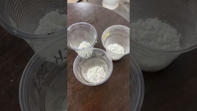 Рассада садовых растений дихондра, изотома и диасция #цветы #садовыерастения #красотаприроды