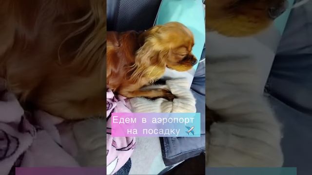 🐶Мальчик ККЧС (Оксана Тупицина) нашёл семью и улетел в Калининград. Потом он летит жить на ЧУКОТКУ!