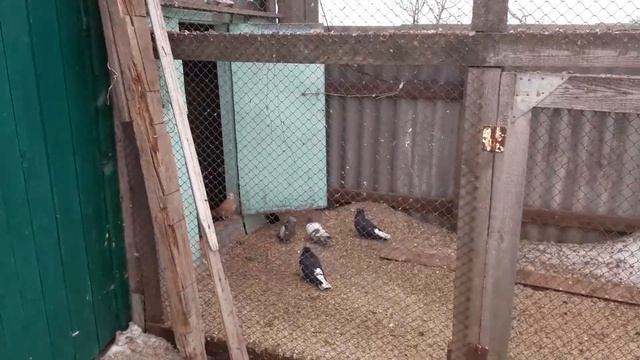 Николаевские чубатые голуби 17.02.2019 смотреть онлайн