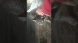ландрас поросята 1 месяц