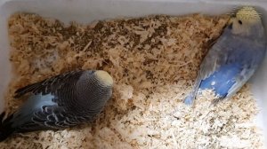 Птенцы выставочных волнистых попугаев ??