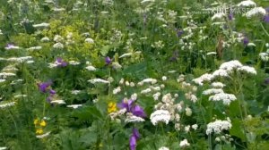 Альпийские луга 2018 Сочи простой маршрут