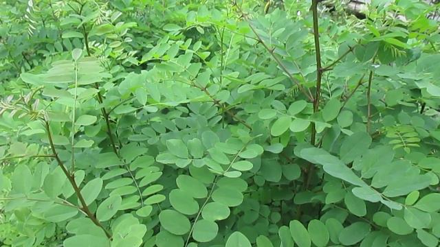 Growing Black Locust from Seed смотреть онлайн