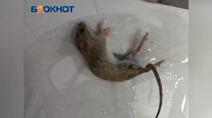 В цветных домах Волжского завелись мыши