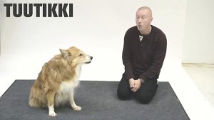 Реакция собак на лай человека