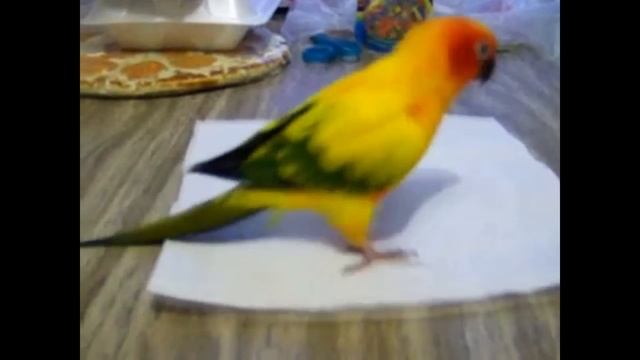 Прикольная птичка смотреть онлайн