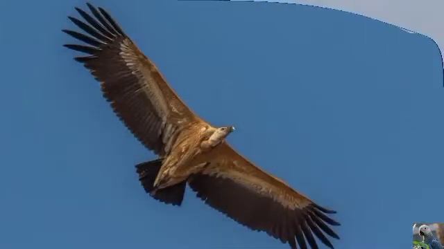 Голоса птиц : белоголовый сип смотреть онлайн