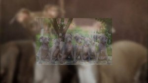 Собака Итальянская левретка - нежная и покорная по своей природе собака