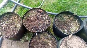 Дуб красный. Ускоряем всходы.