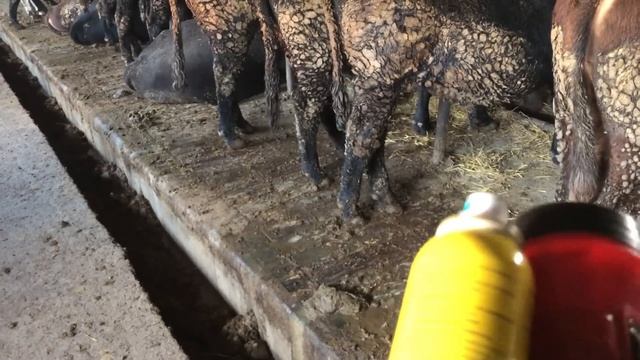 Откорме Бычков￼ Как надо кормить смотреть онлайн