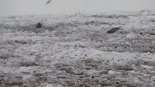 ЧЕЧЁТКИ НА "ОБЕДЕННЫХ СТОЛАХ", ОСТАВЛЕННЫХ ЧЁРНЫМИ ЖАВОРОНКАМИ смотреть онлайн