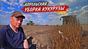 Спасаю John Deere 6170M из грязи на боронование. "ПОПКОРН"-пора в склад! Уборка кукурузы в апреле.