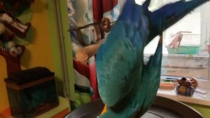 Неговорящий попугай ара ?