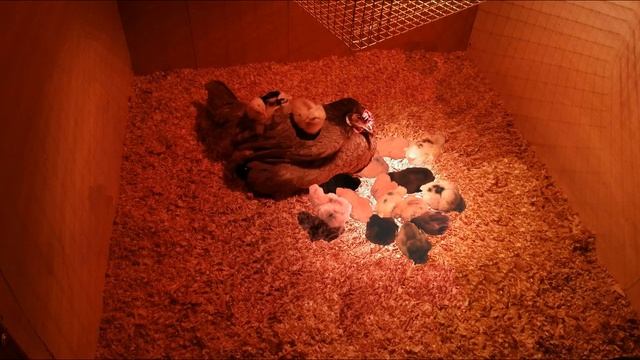 Температура для выращивания цыплят смотреть онлайн