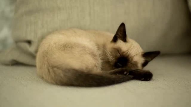 День рождения у меня А родственники мне заказывают, какие блюда я должна готовить смотреть онлайн