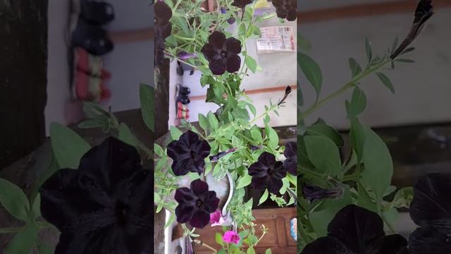 sa online ko rin nabili ang seeds nito... black mamba ( petunia ) смотреть онлайн