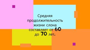 10 фактов о слоне