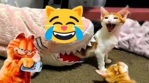 Смешное Видео | Смешные коты (2022)