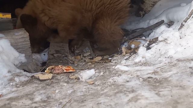Petunia the Baby Bear Cub Eating a Cheeseburger смотреть онлайн
