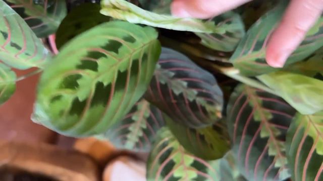 35 PLANTAS para dentro de CASA 🏠 🏡🏡🏡🏡🏡🏡🏡🏡🏡 смотреть онлайн