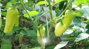 Подкормка сладкого перца.  Огурцы не остановить! Кабачки.