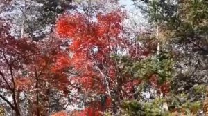 Санаторий Амурский залив. Владивосток. Осенний лес...