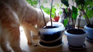 Cat eats ground.Кот ест землю.