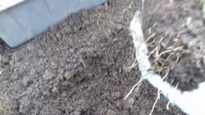 ЭУСТОМА ГОТОВА К ВЫСАДКИ В ОТКРЫТЫЙ ГРУНТ.МОЙ МЕТОД ПОСАДКИ.