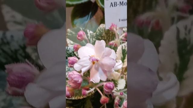 МИНИ ФИАЛКА "МОЛОЧНЫЕ РЕКИ"- . Выставка фиалок. Киев.#выставки #фиалки #violet#сортовыефиалки смотреть онлайн