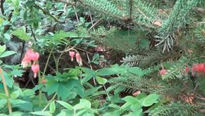 Дицентра ( Разбитое Сердце). Неприхотливые Растения Для Тенистых Мест