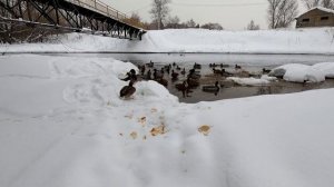 Зима, подкармливаю Уток) #Утки