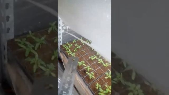 Выращивание рассады в гроубоксе. Альтернатива фитолампам смотреть онлайн