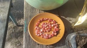 Посадка кукурузы рассадой #сахарная_кукуруза #кукуруза_рассадой
