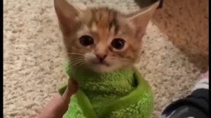 а ты шаурма