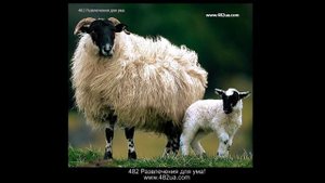 Овцы и козы часть 1 слайд-шоу