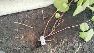 КАК ПОСАДИТЬ ВИНОГРАД ВЕСНОЙ (САЖАЕМ ГОДОВАЛЫЙ САЖЕНЕЦ. МАЙ ЗАМОРОЗКИ. КАНАЛЫ)