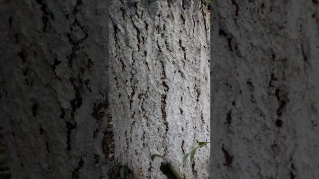 Чудеса природы в Дагестане Дерево издает звуки смотреть онлайн