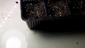 Посев ампельной вербены на рассаду. Сеем только так.100% результат.