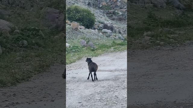 Кавказская коза танцует лезгинку в горах. ⛰️??