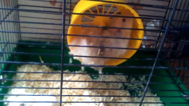 Ужасные условия для хомяка смотреть онлайн