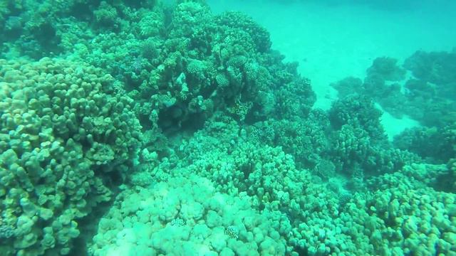 Фридайвинг, снорклинг Красное море ЕГИПЕТ 2014 /Freediving, snorkeling Red Sea EGYPT 2014
