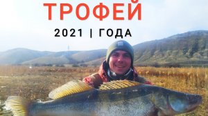 Трофейный СУДАК 2021 ГОДА! ВОТ ЭТО ПОДАЧА! Ловля Судака зимой. Рыбалка на ДОНУ