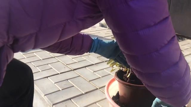 ?Пересадка на постоянное место ПЕТУНИИ и БАЛЬЗАМИНОВ ? смотреть онлайн